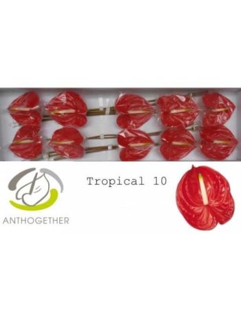 ANTH TROPICAL *10