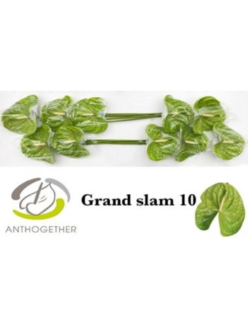 ANTH GRAND SLAM *10